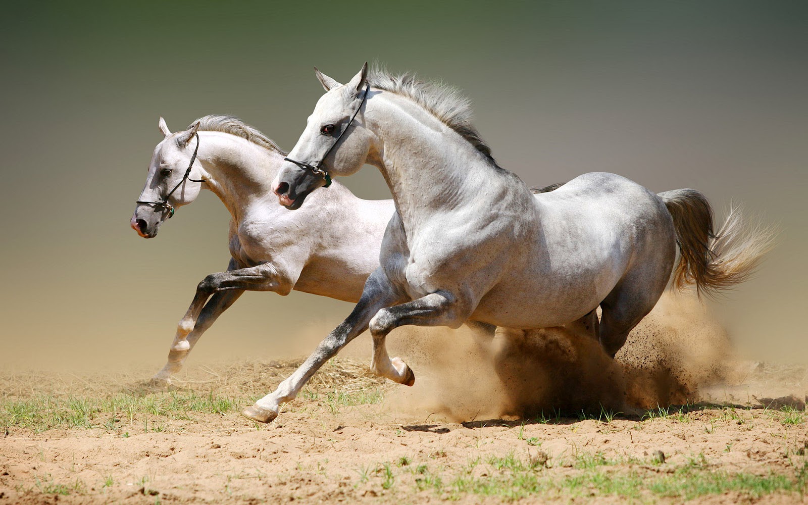 HD animal wallpaper with white horses running fast Horse wallpaper 1600x1000