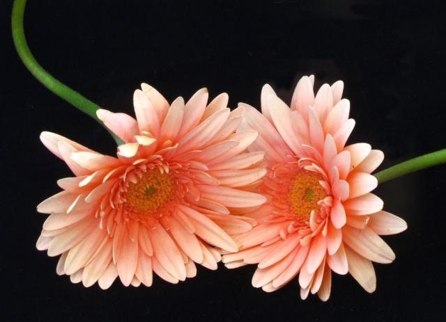 Peach Gerbera Daisy Flowers Wallpaper