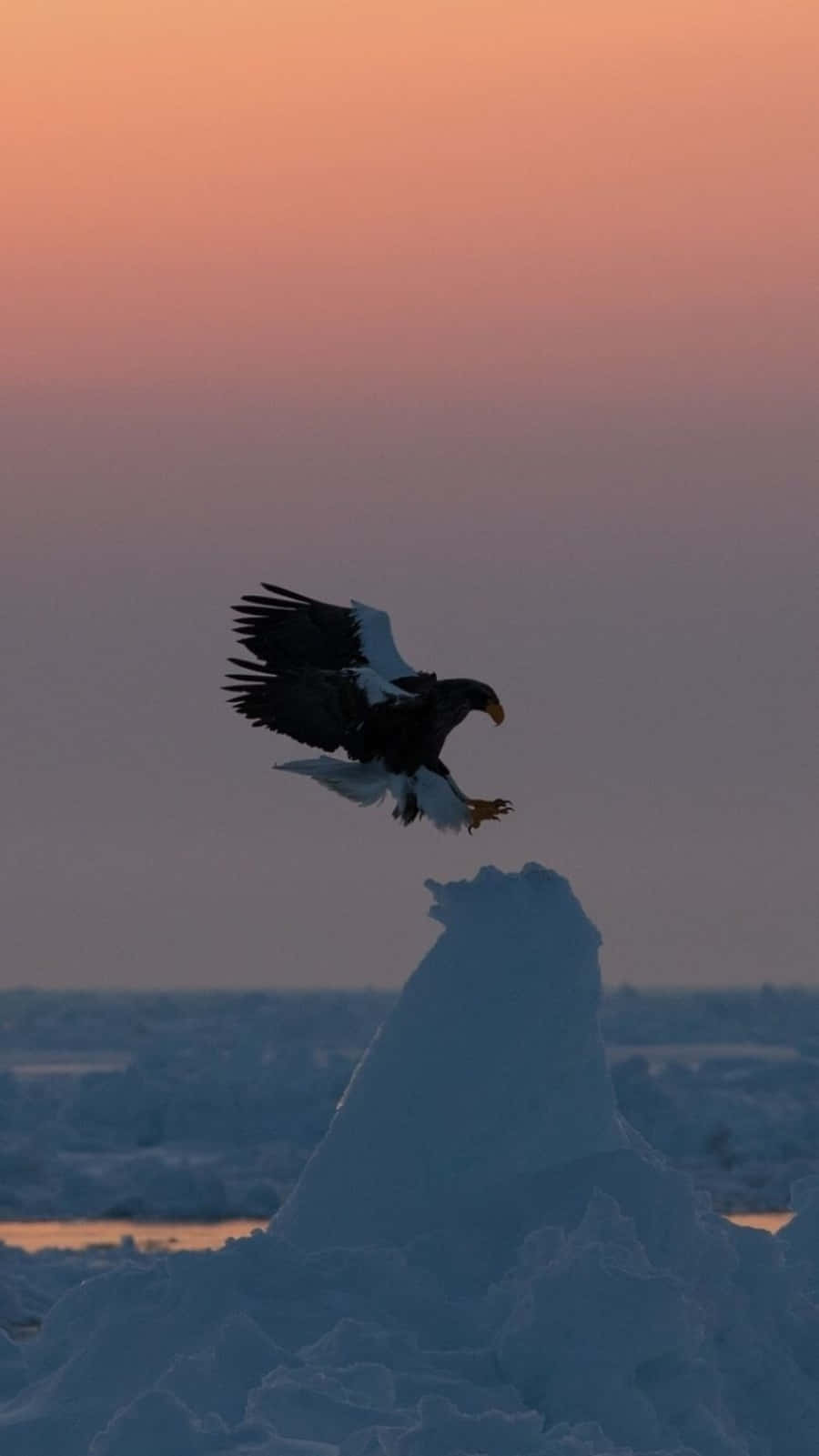 Eagle iPhone Wallpaper