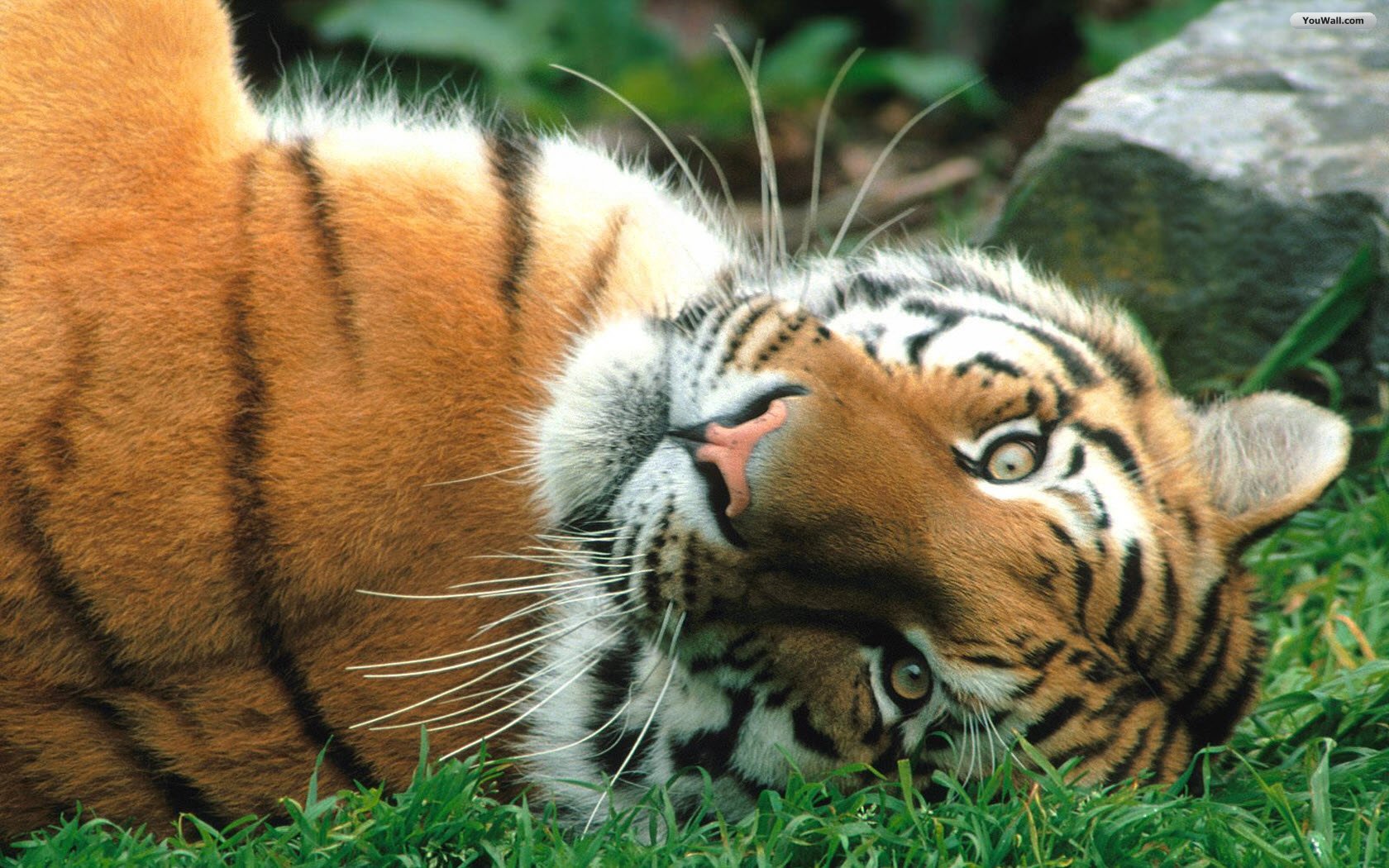 Tiger Wallpaper Photo Desktop