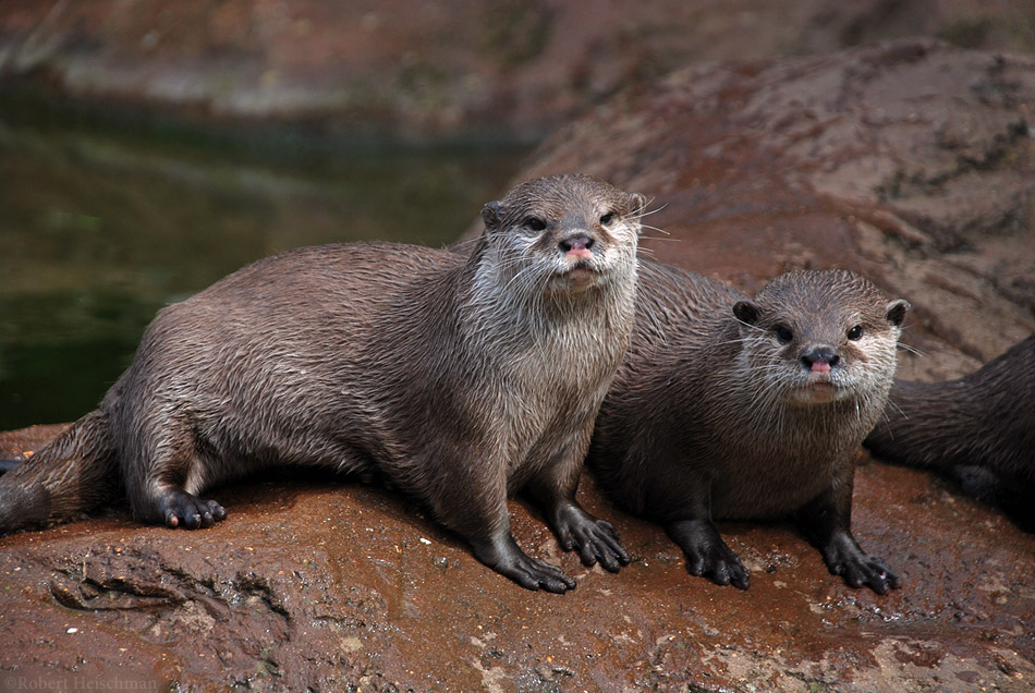 Asian Small Clawed Otters By Robbobert