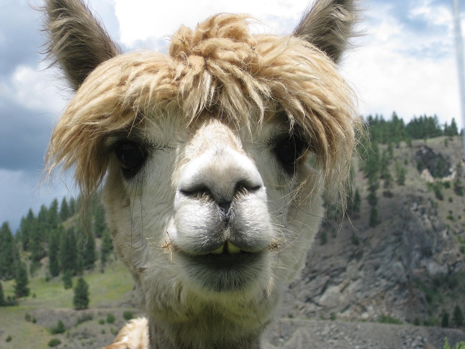 Lama Wallpaper Animal Hq Picture