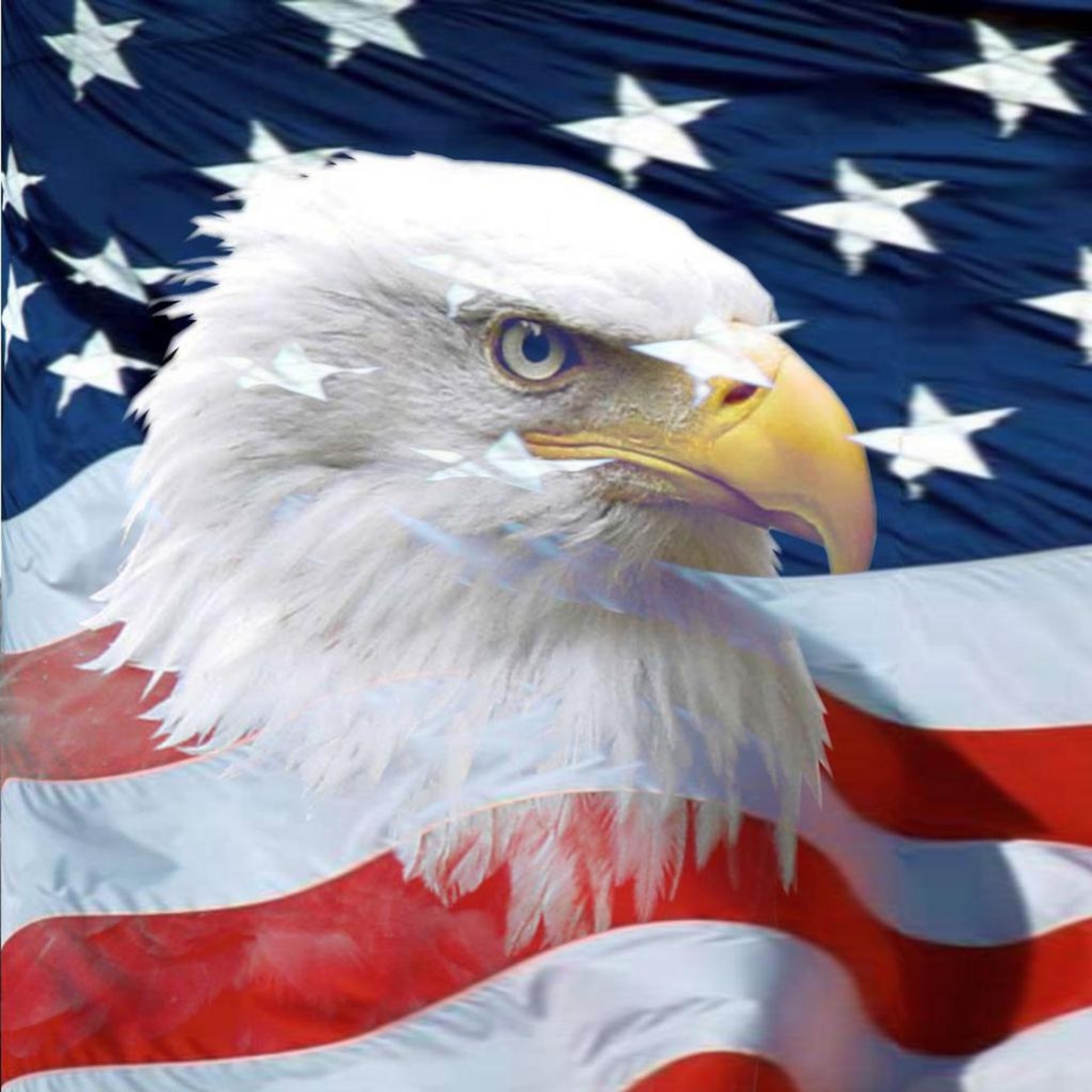 American Bald Eagle Wallpaper