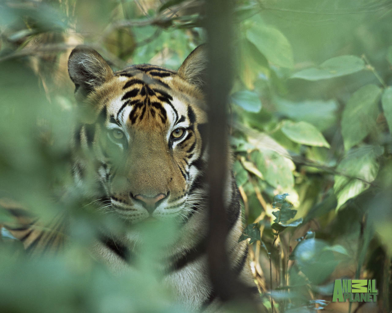 Animal Pla Wallpaper Tiger