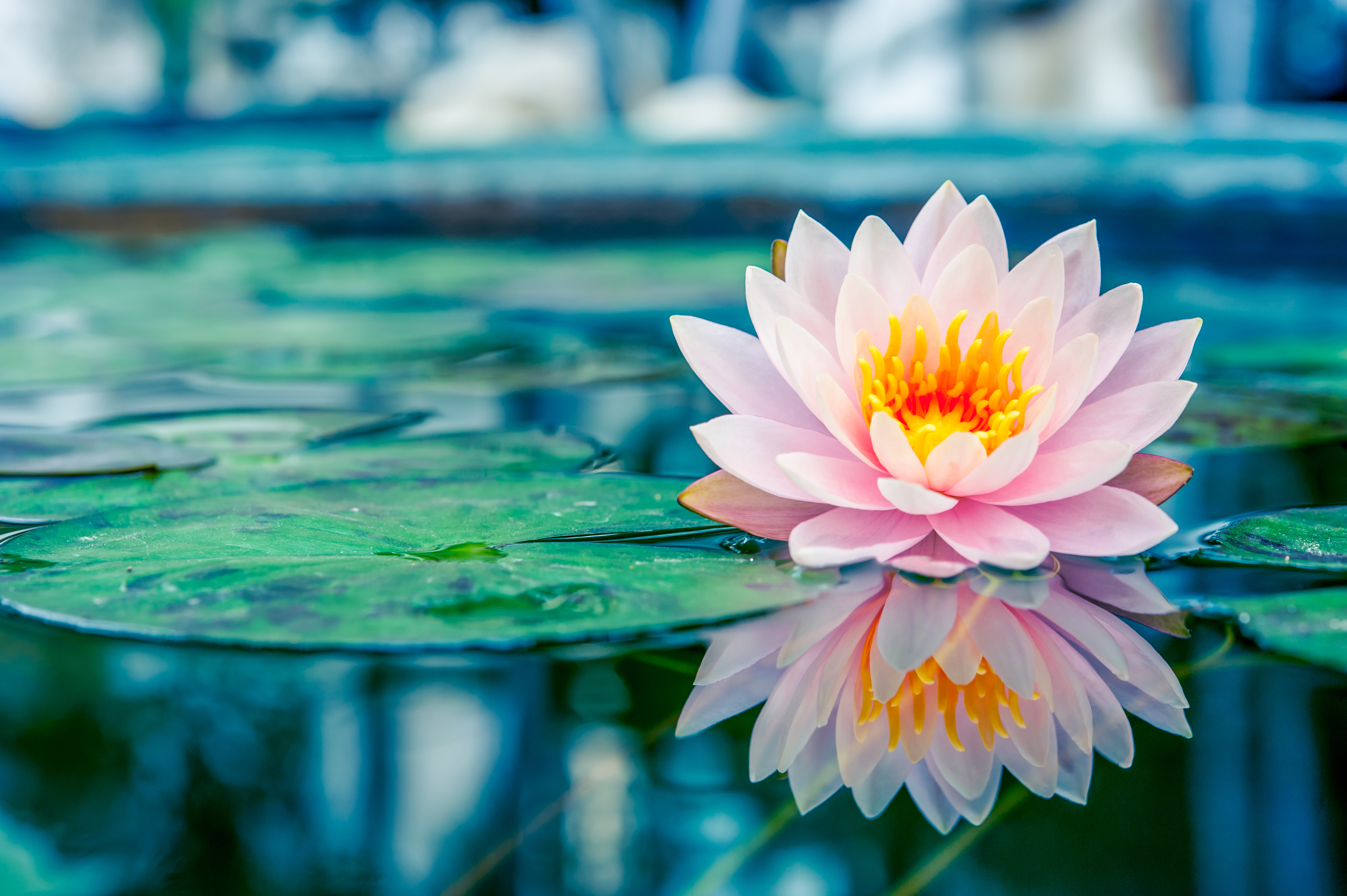 Reflection Leaf Nature Flower Water Lily 4k Ultra HD Wallpaper By Vasin Lee