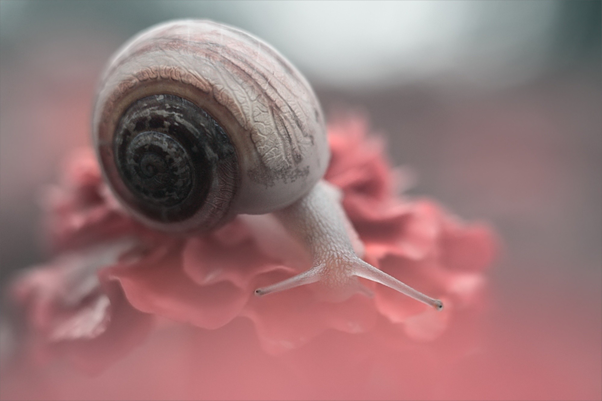 Snails Wallpaper HD
