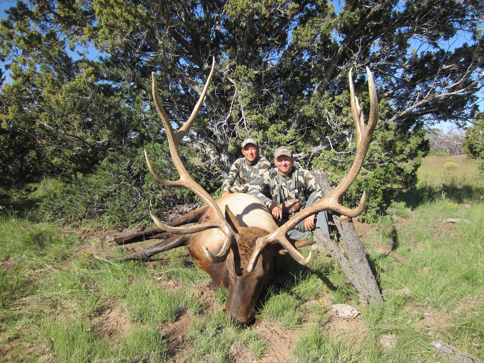 Elk Hunting Wallpaper Arizona Hunt Episodes