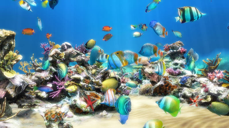 Live Aquarium HD Screensaver Window Screenshots For