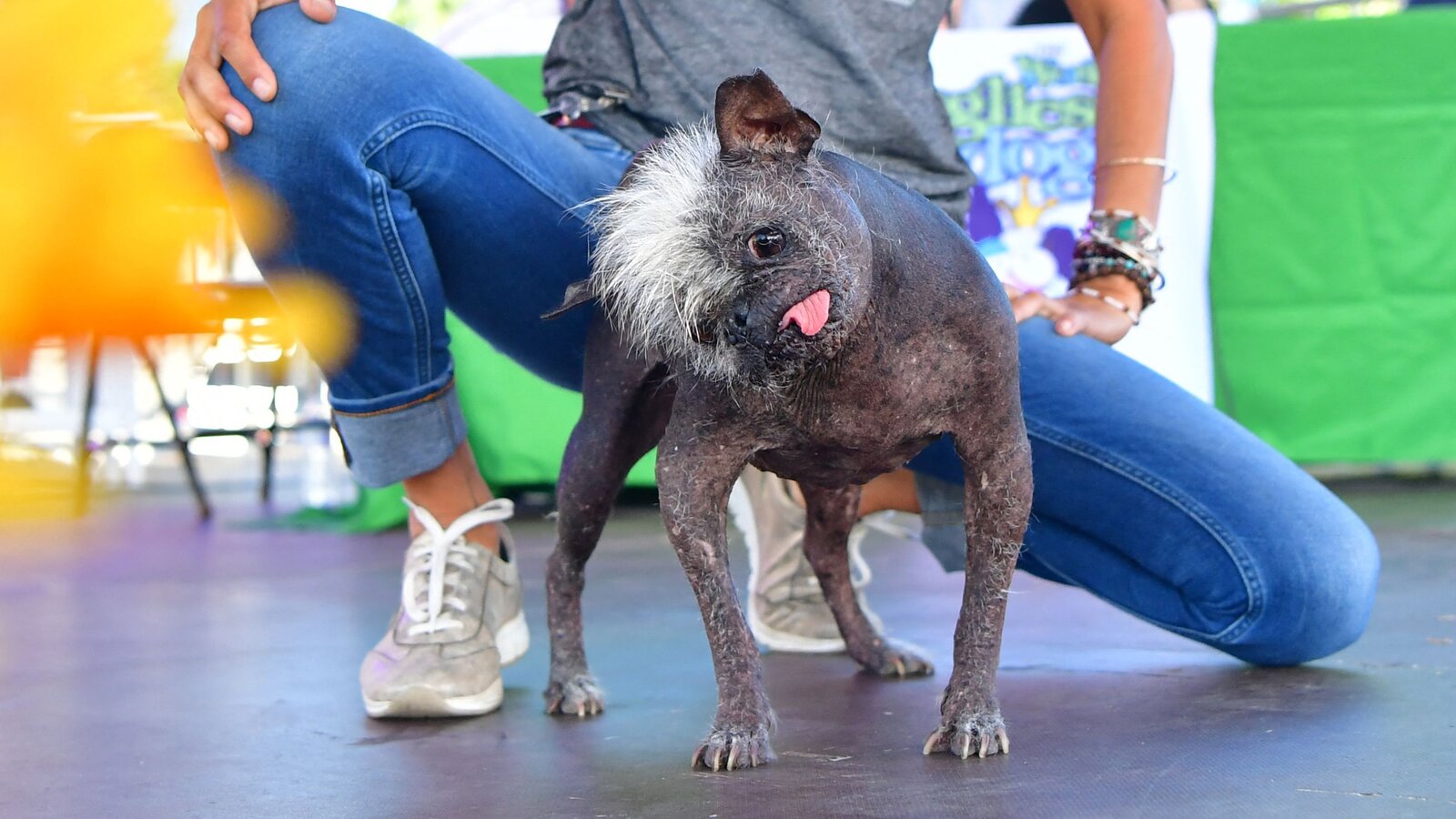 World S Ugliest Dog Mr Happy Face A Chihuahua Mix With Mohawk