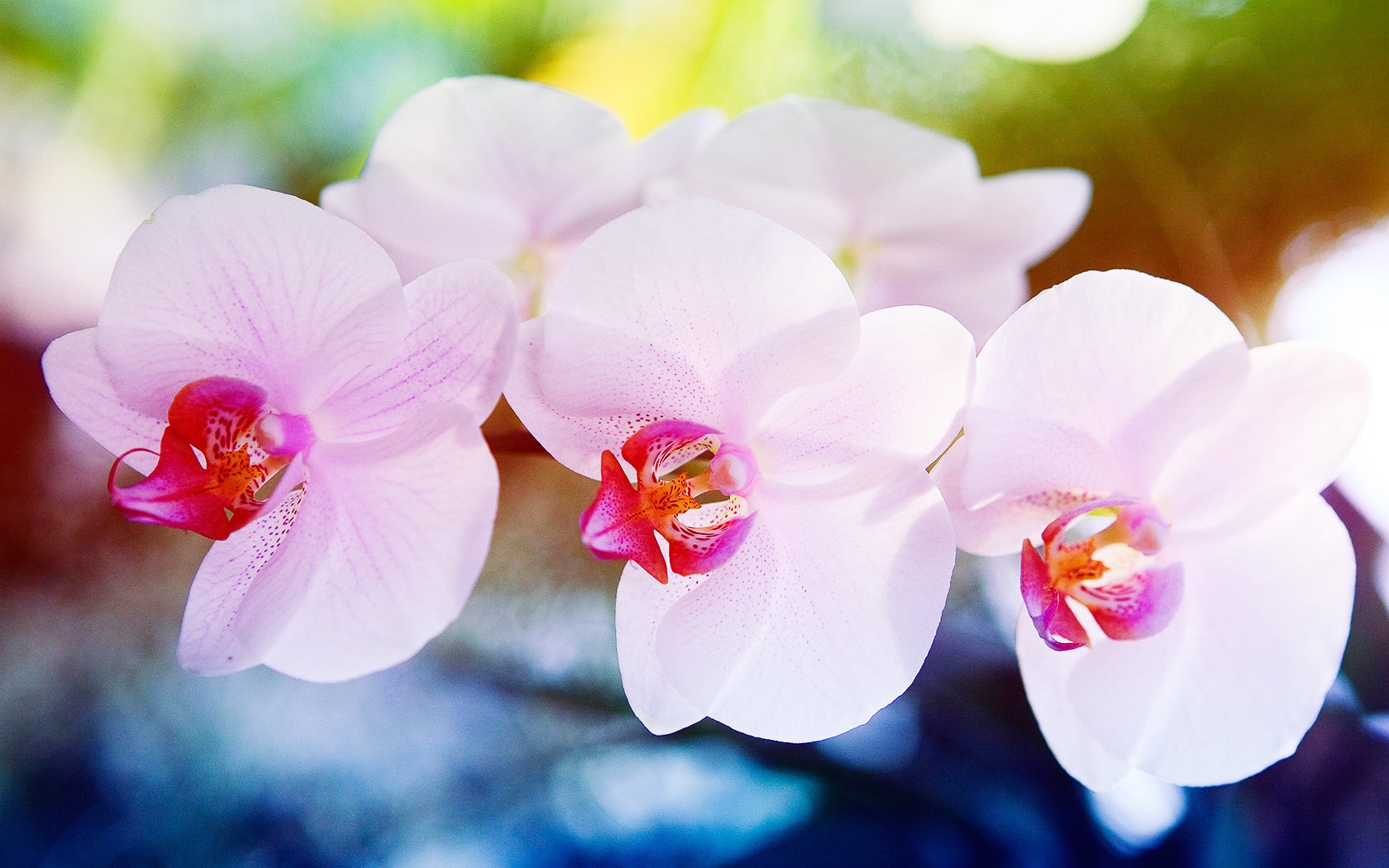 Wallpaper Orchid Flowers Macro HD Picture Image
