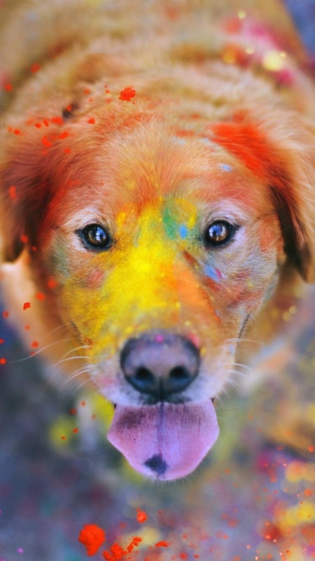 Cutest Puppy Wallpaper HD Animal Dog