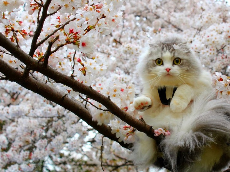 Beautiful Spring Day Cat