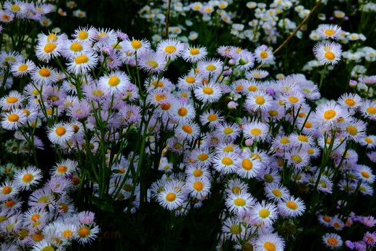 Spring Daisy Flowers Nature Pictures By Forestwander