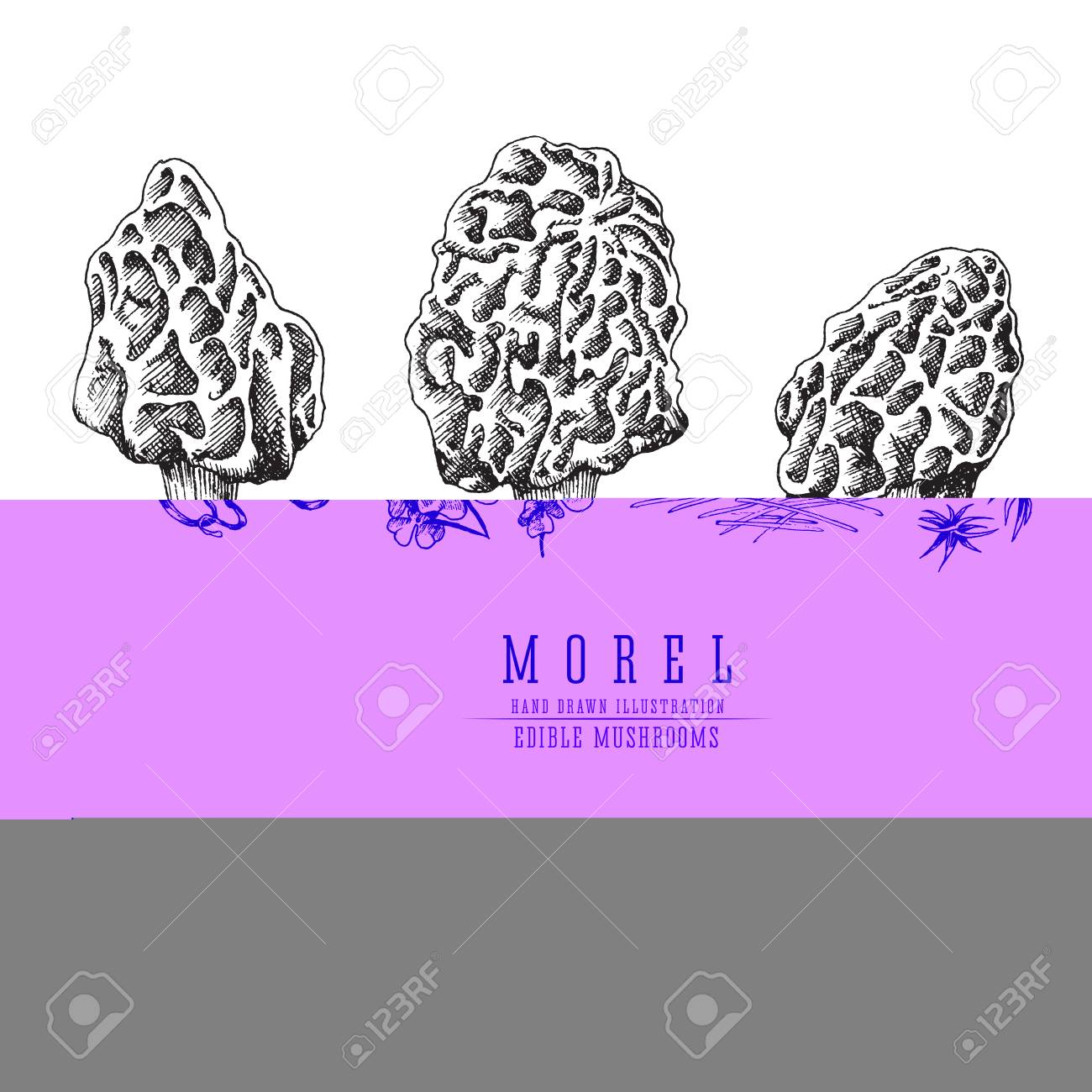 Morel Mushrooms Vector Sketch Collection Edible Mushroom Isolated