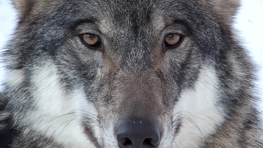 Gray Wolf Face Stock Footage Video Shutterstock