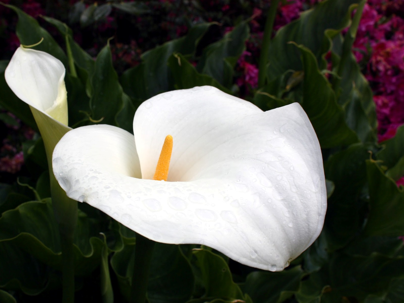 Calla Lily Flowers Facts Pictures And Use