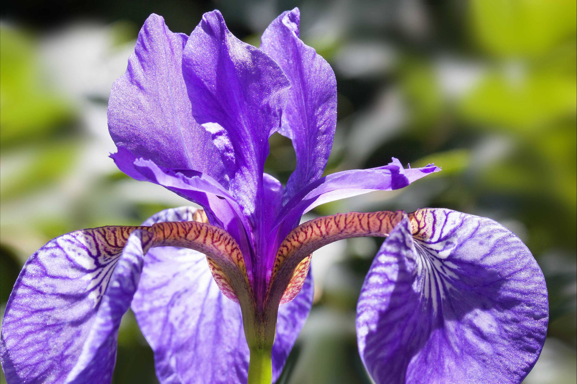 Top Iris Flower Wallpaper Full HD 4k To Use