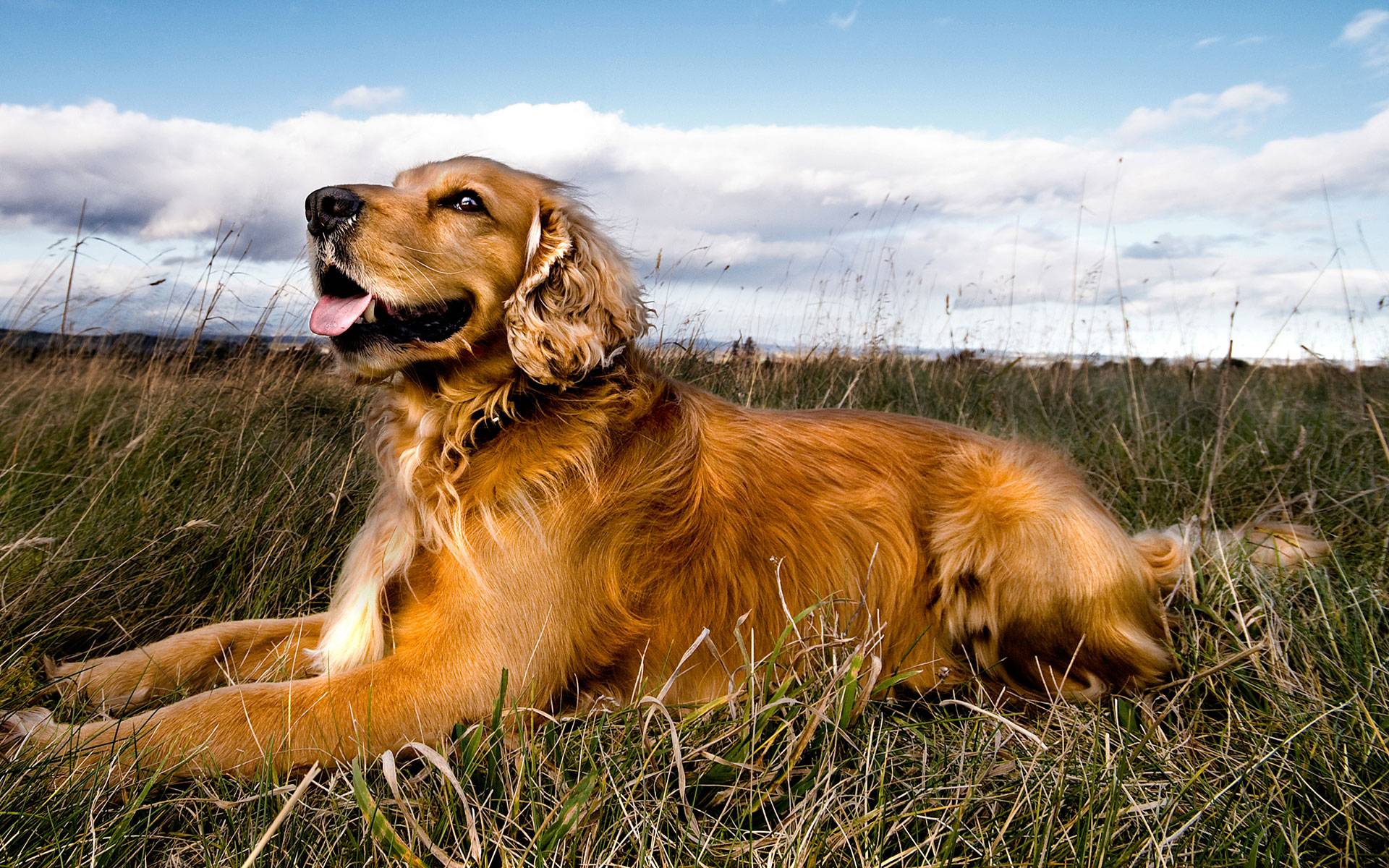 Golden Retriever Dog Pictures Desktop Background Picture For