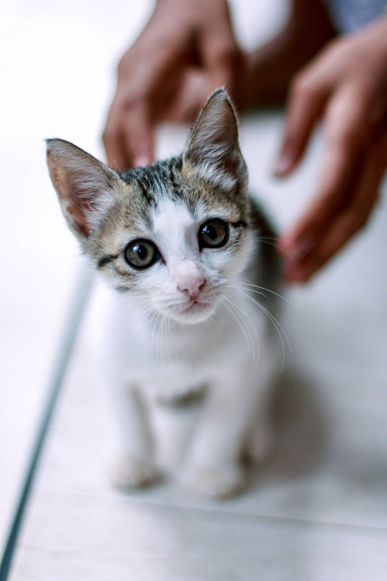 An adorable kitten with white and brown fur gazes curiously at the camera, held gently by a pair of hands