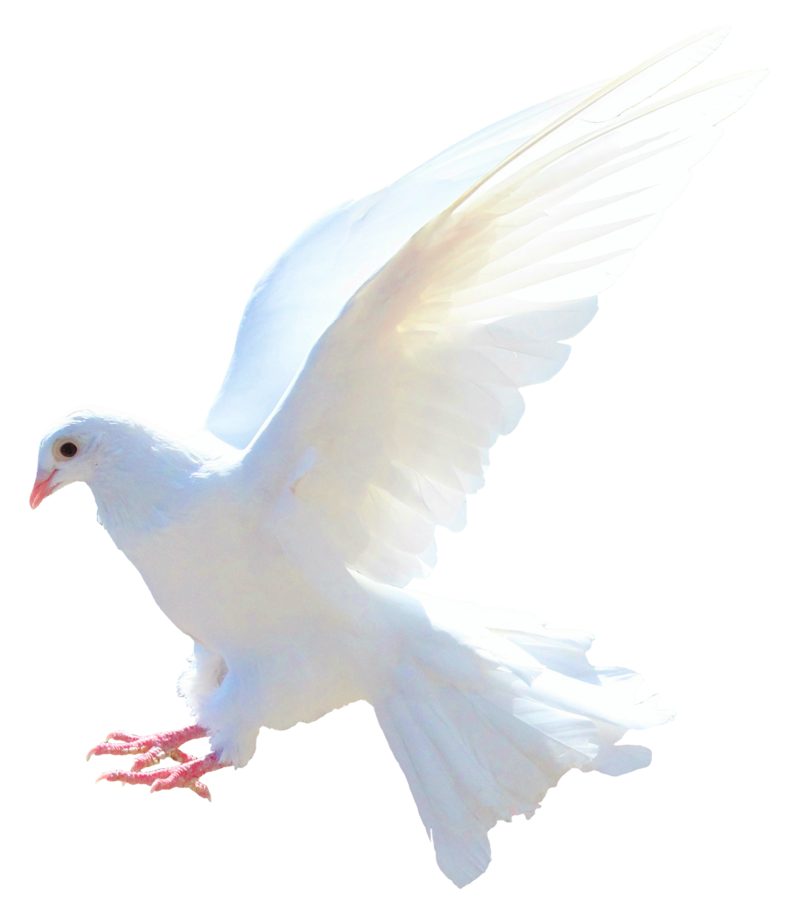 Png Background Pigeon Transparent Dlpng
