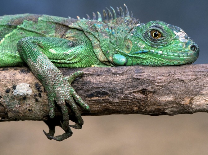 Green Iguana Wallpaper Reptiles Nature Collection