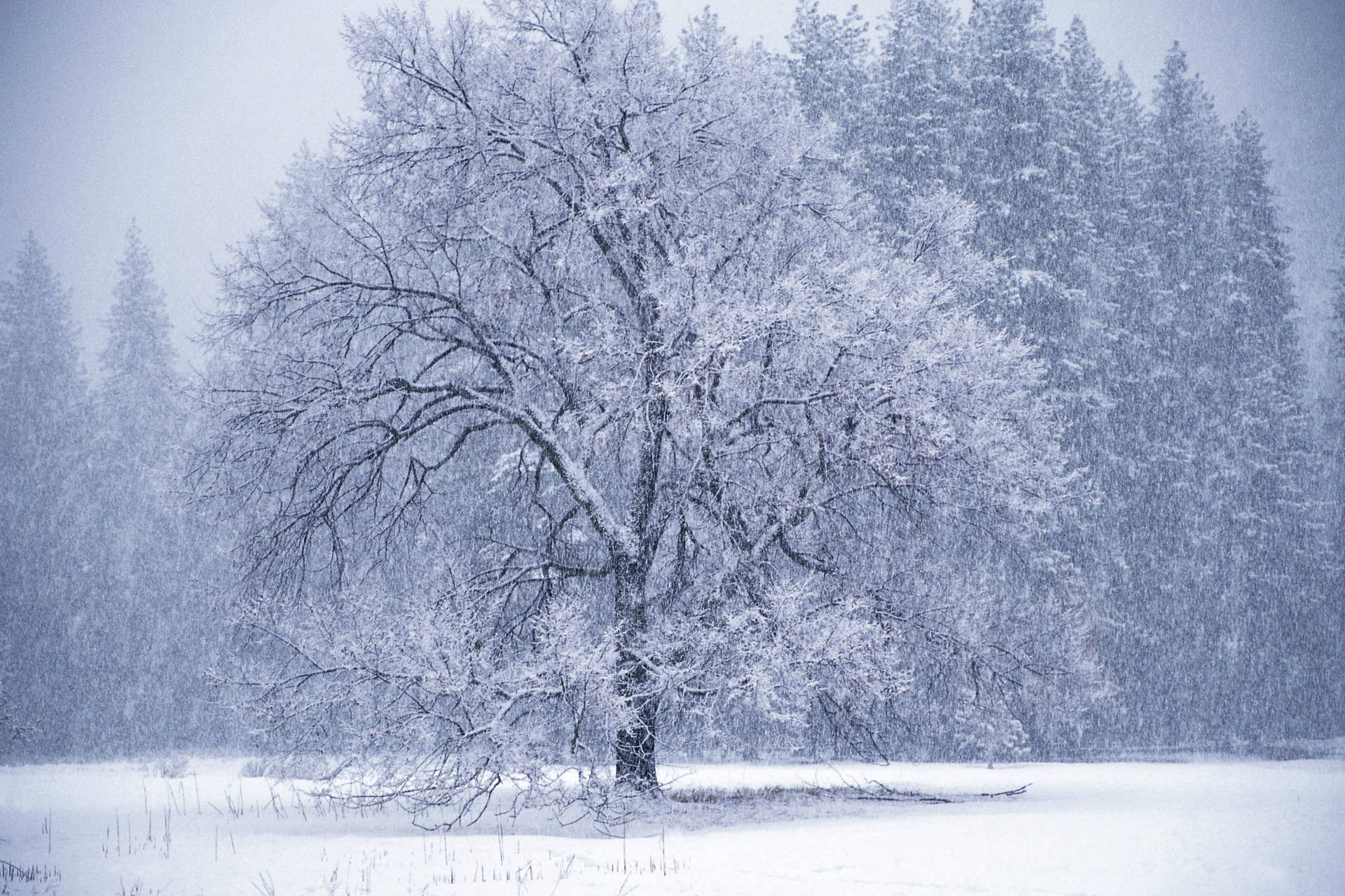 Beautiful Winter Storm Desktop Background Wallpaper Photos