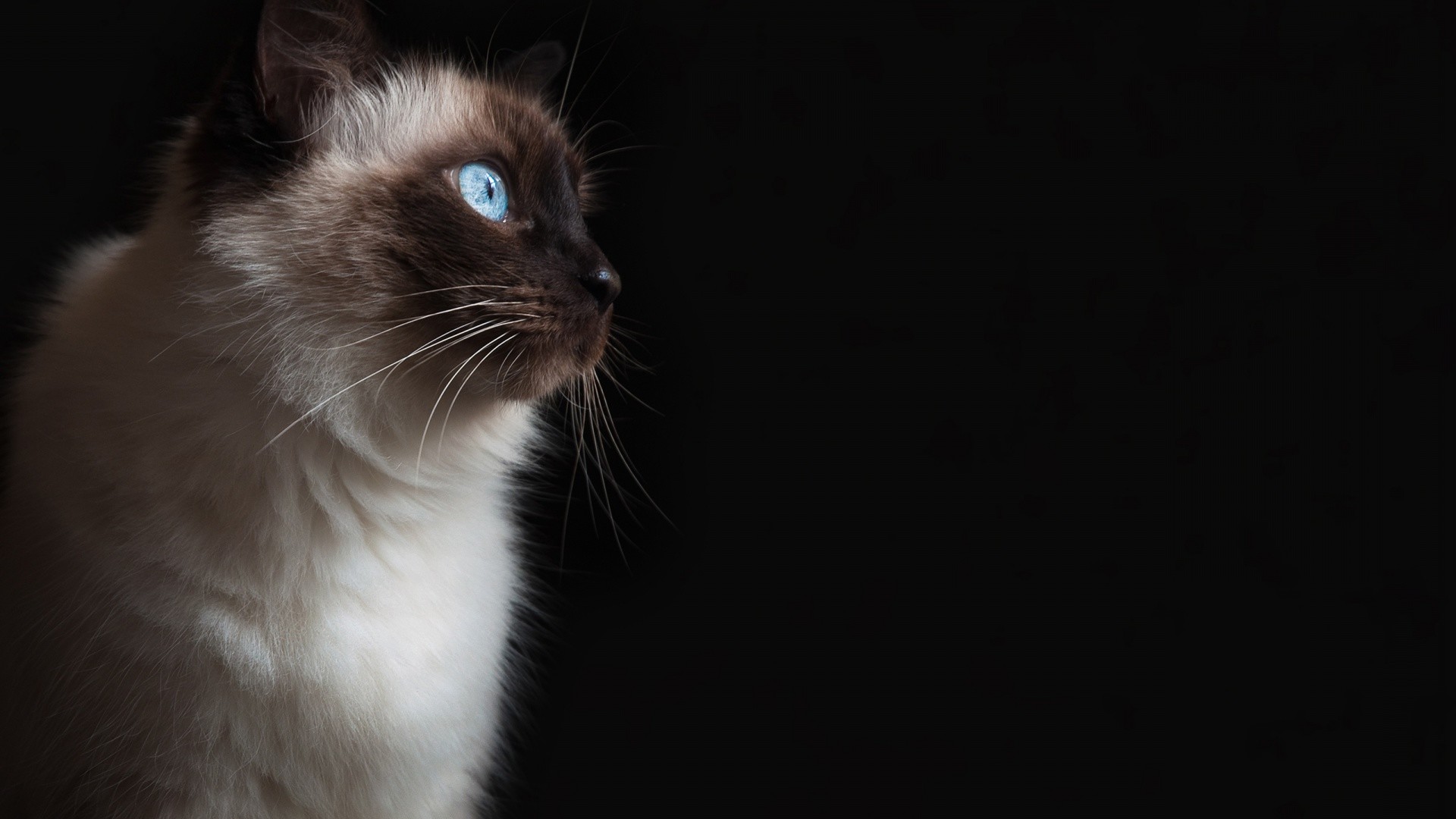 Grumpy Cat Pictures HD Wallpaper