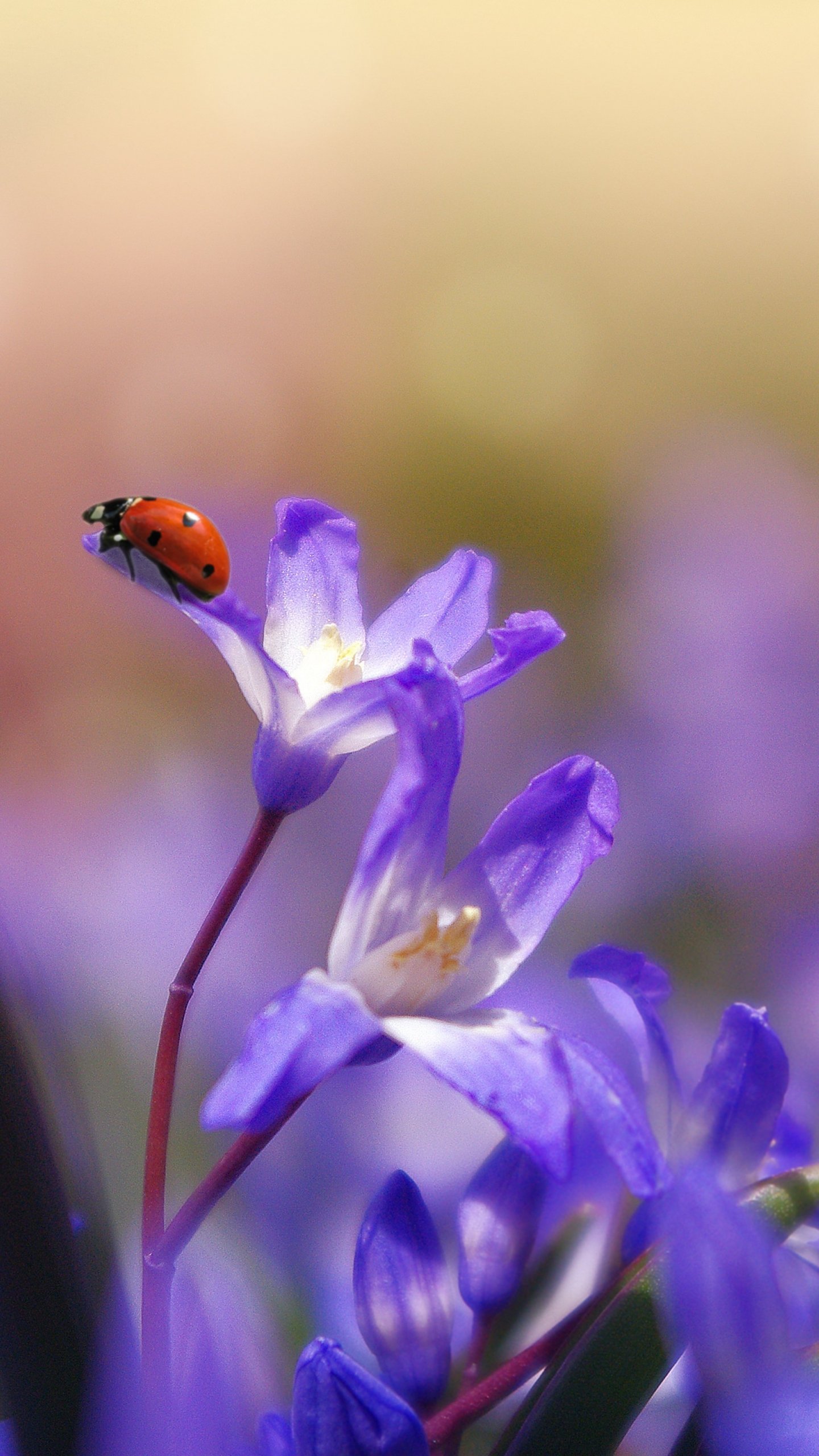 Ladybug On Purple Flower Wallpaper iPhone Android Desktop