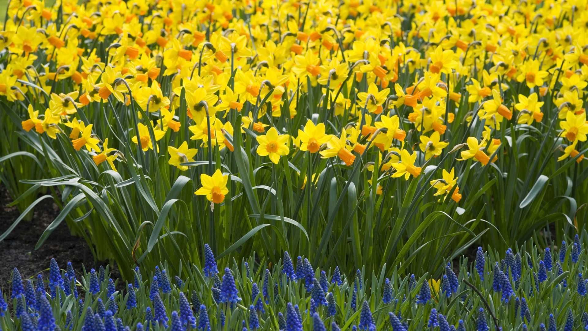 Nature Daffodils Wallpaper Yellow