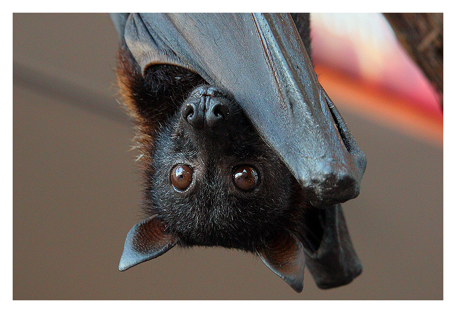 Similar Desktop HD Picture Of Flying Fox Bat