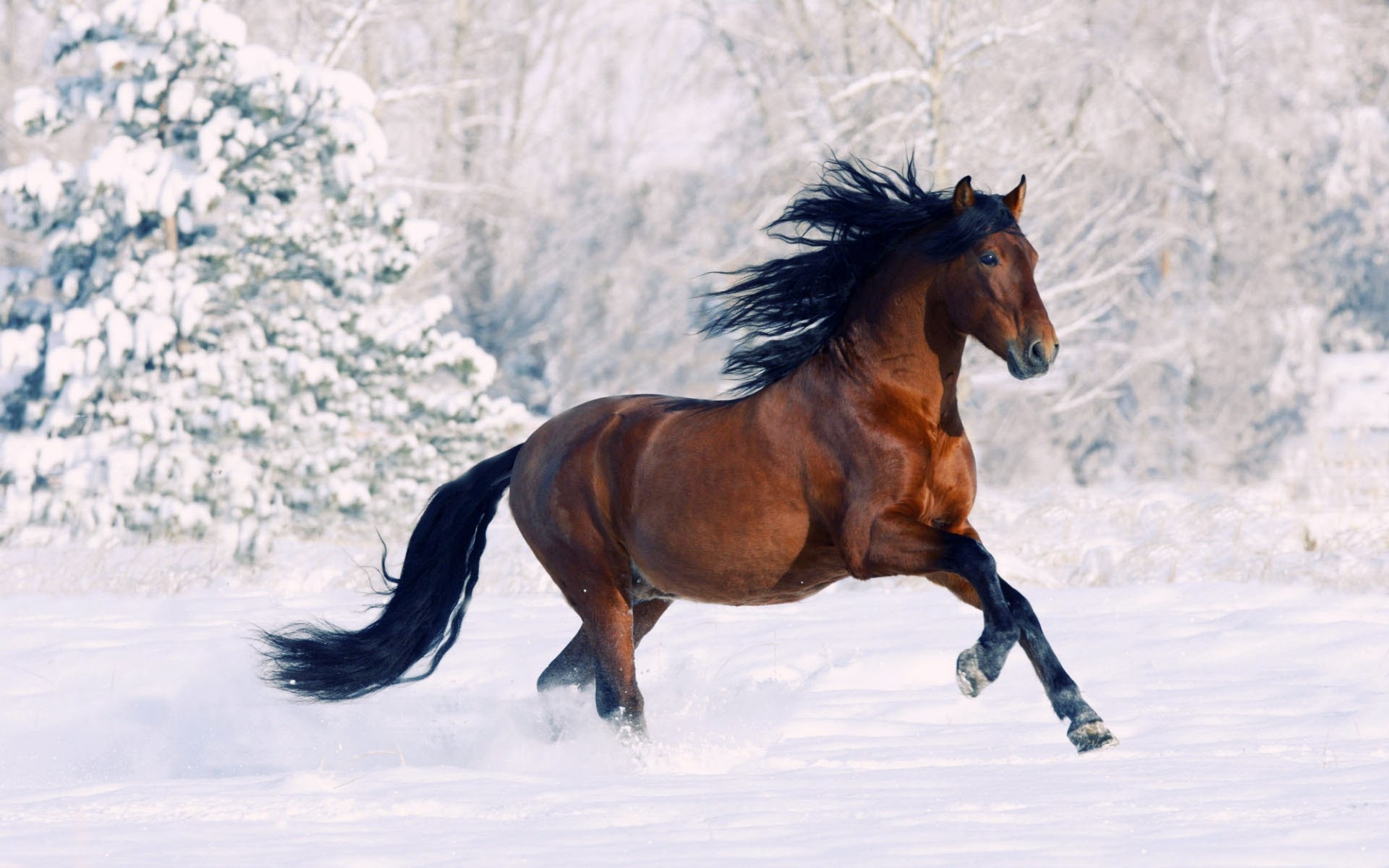 Horse Running Through Snow HD Wallpaper Background