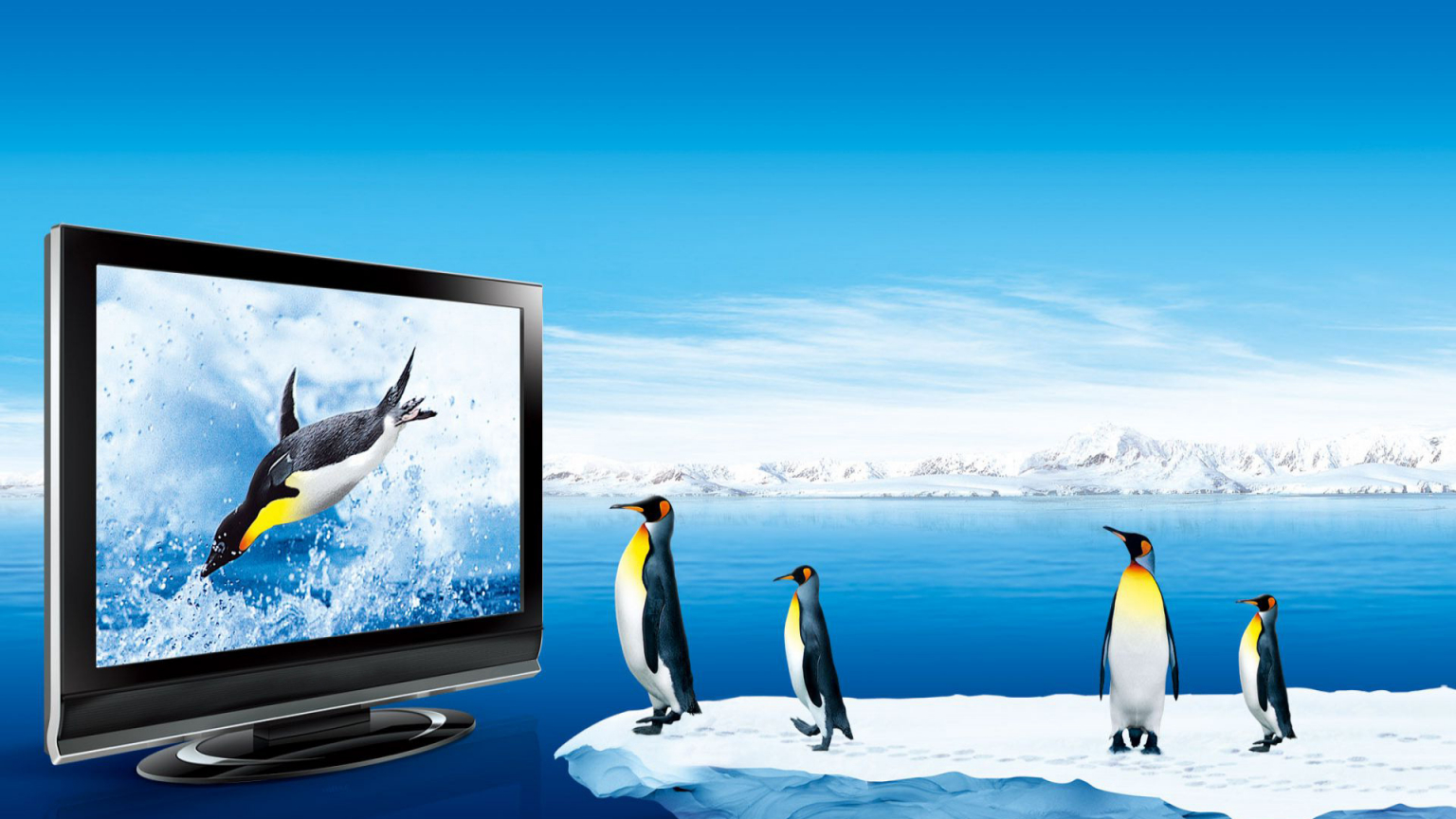 Penguins Watching Tv Wallpaper For