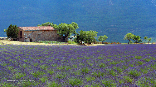 Landscape Wallpaper Provence France Photo
