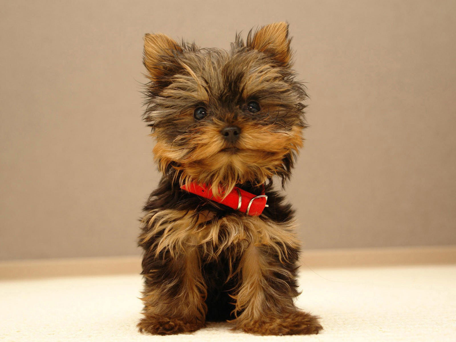 Yorkshire Terriers Image The Beautiful Yorkie HD