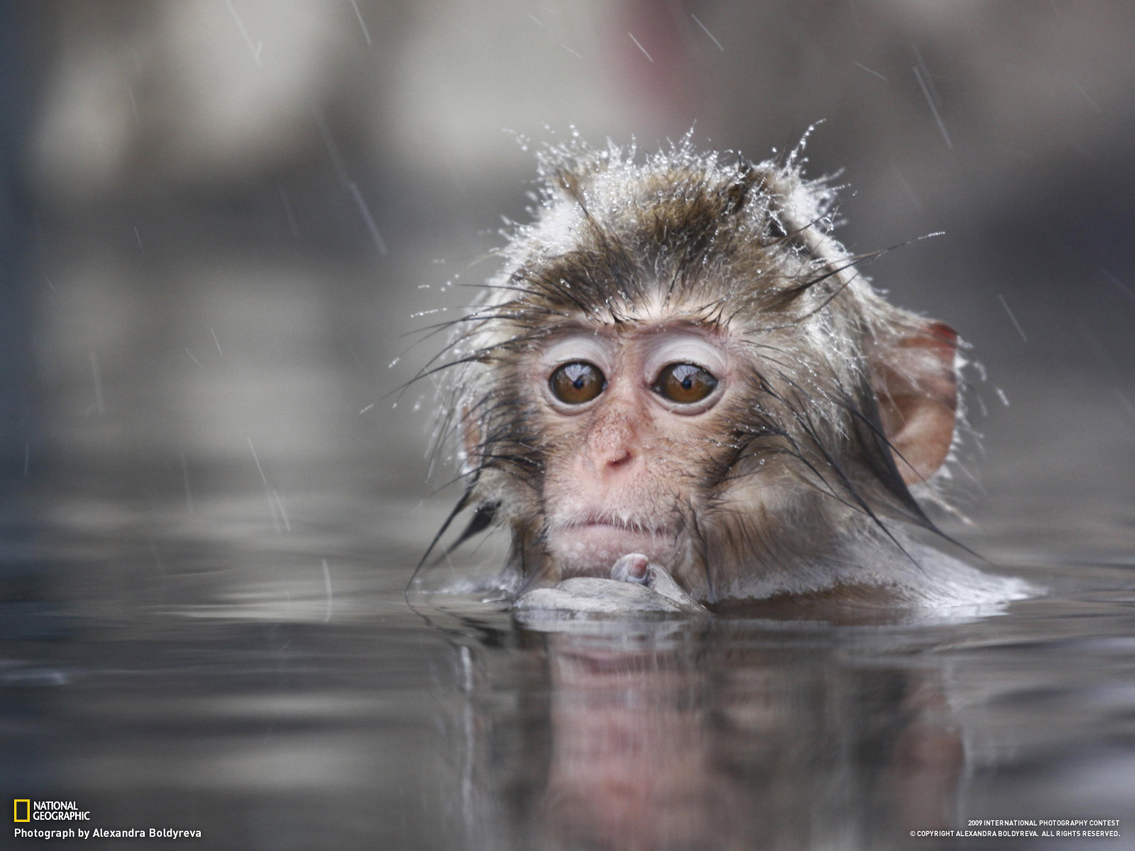 Nature Wallpaper Baby Monkey Funny