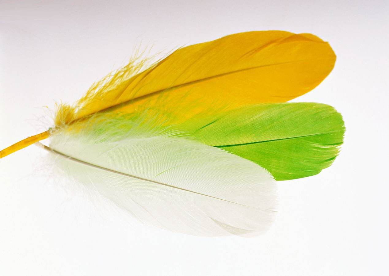 Wallpaper Of The Day Feather Background