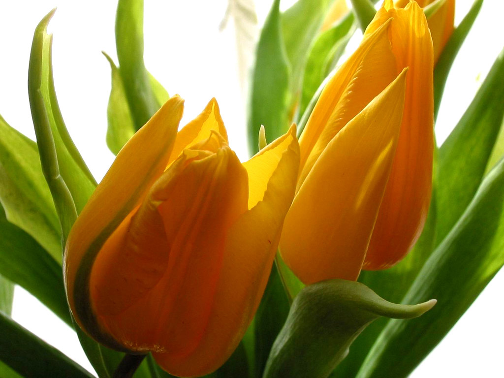 Yellow Tulip Flowers Wallpaper Desktop