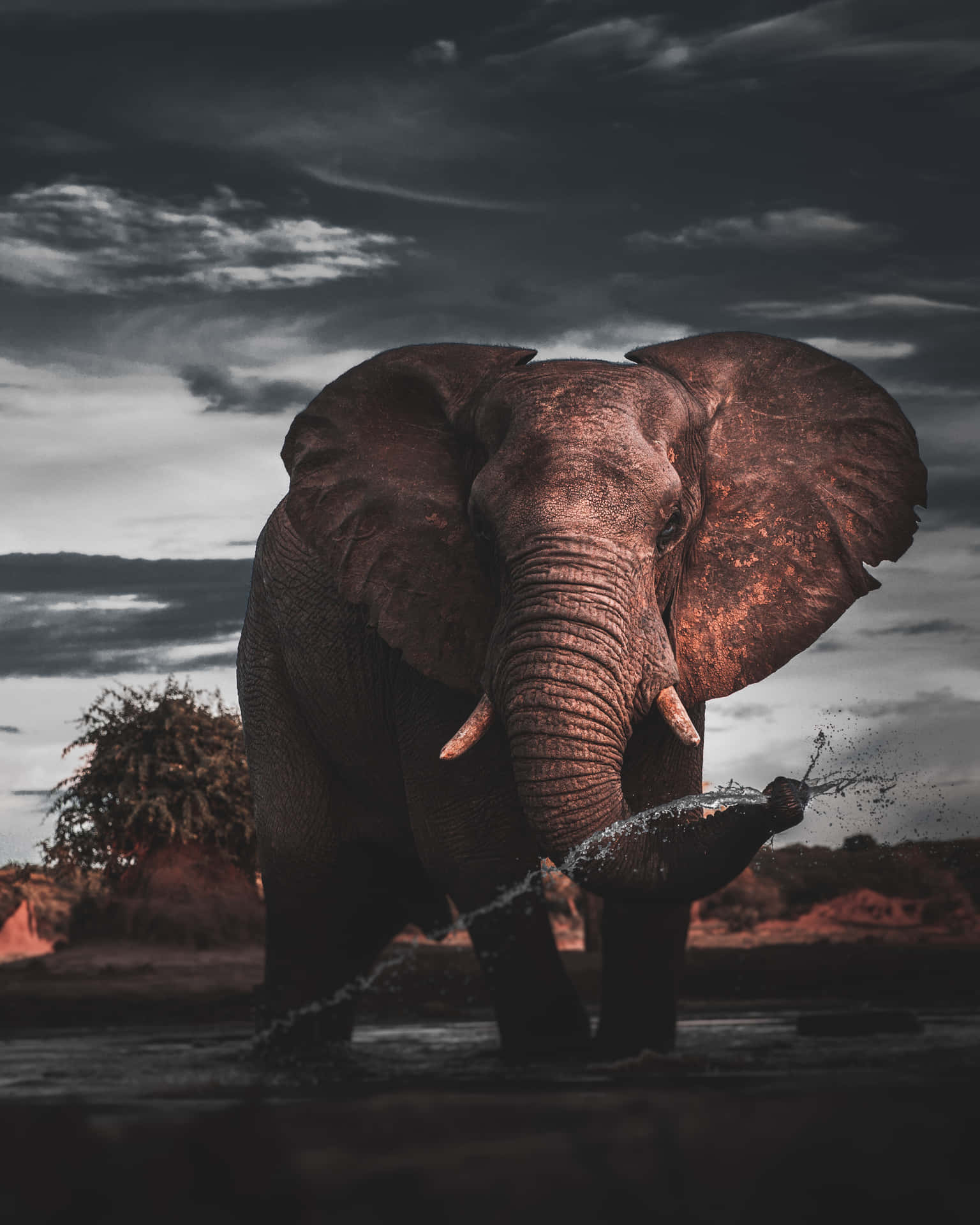 Elephant Laptop Wallpaper