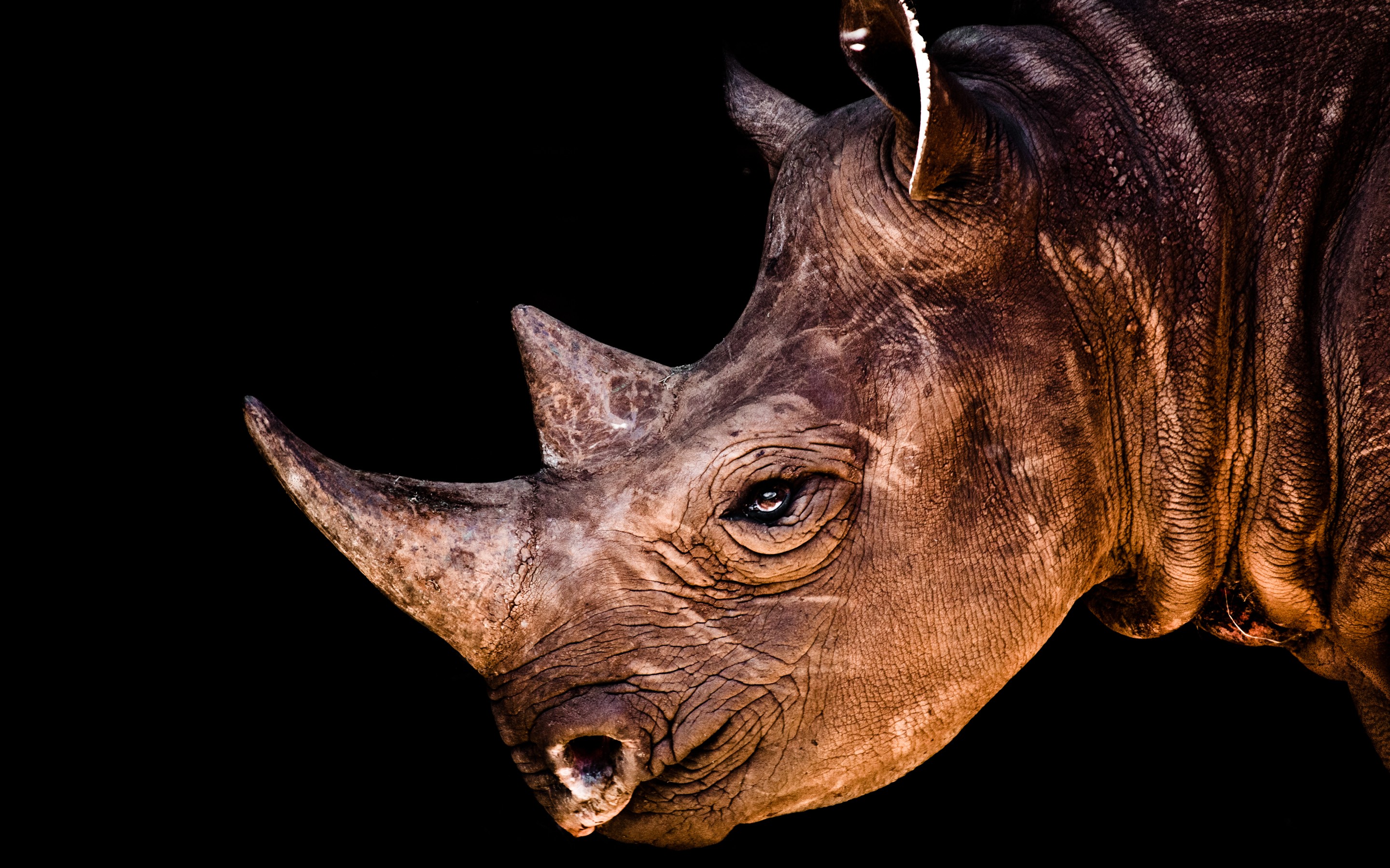 Animals Rhinoceros Wallpaper