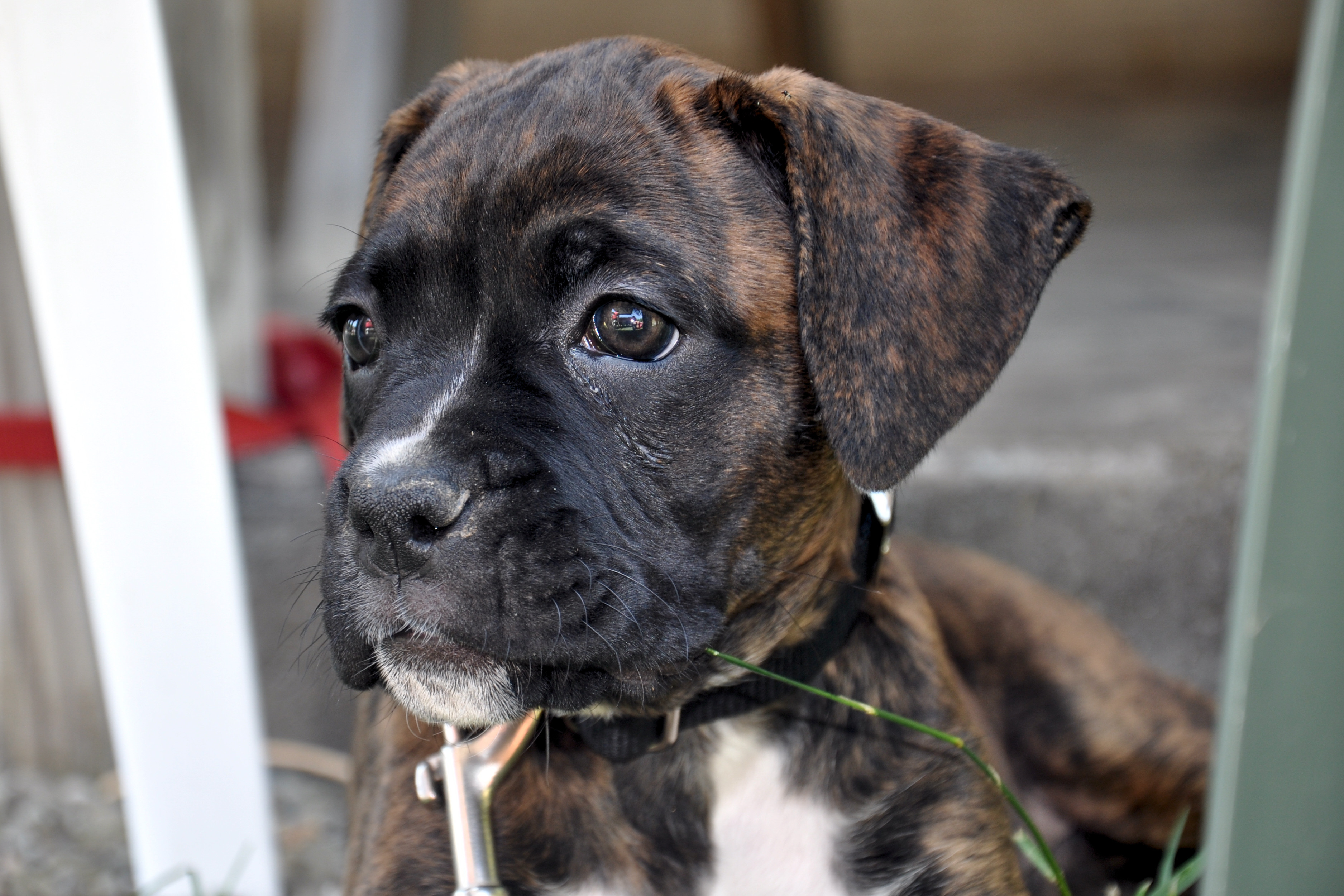 Boxer Puppy Looking Into The Distance Wallpaper And Image
