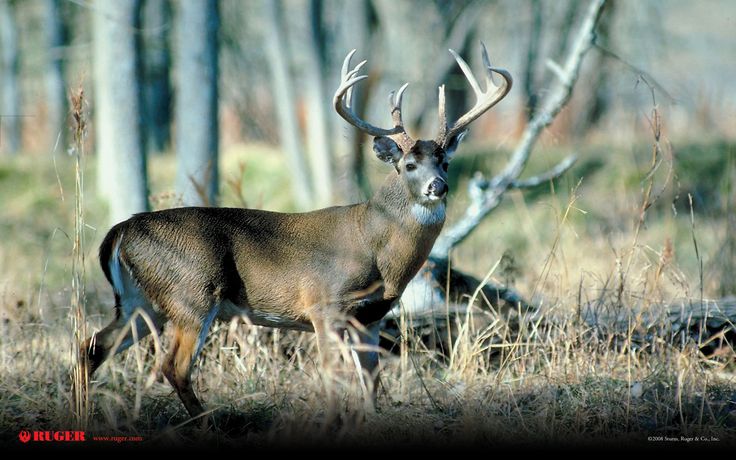 Hunting Deer Desktop Background