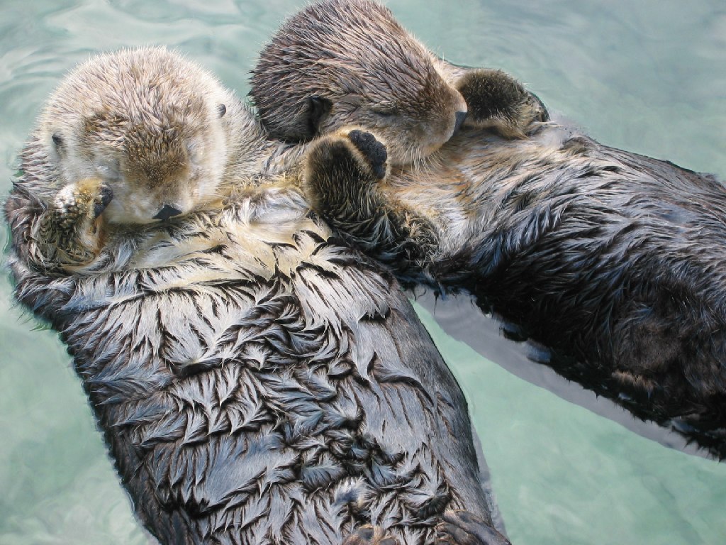 Funny Otter Wallpaper Animal