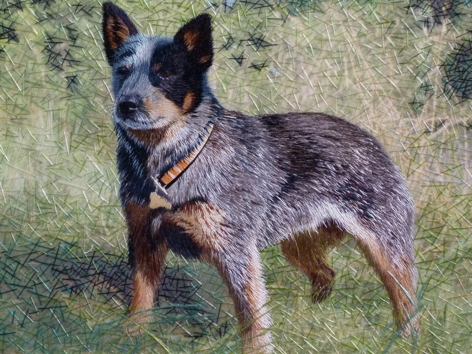 Blue Heeler Wallpaper And Background Image Id