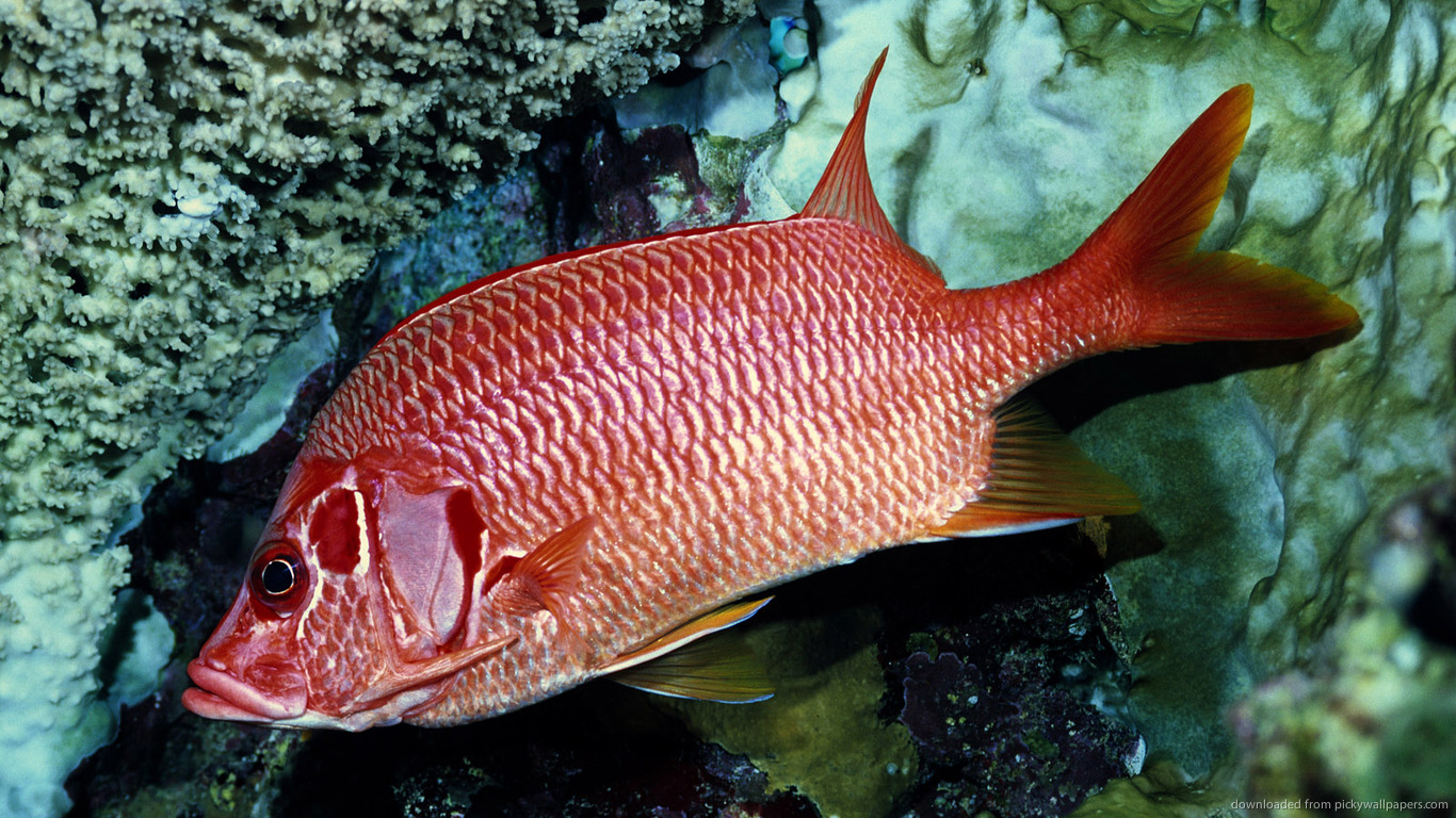 beautiful red fish wallpaper