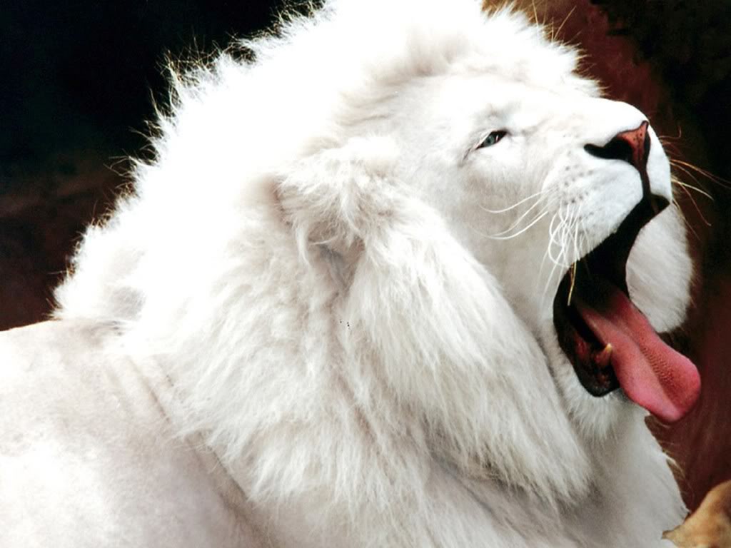 White Lion Wallpaper Desktop Background