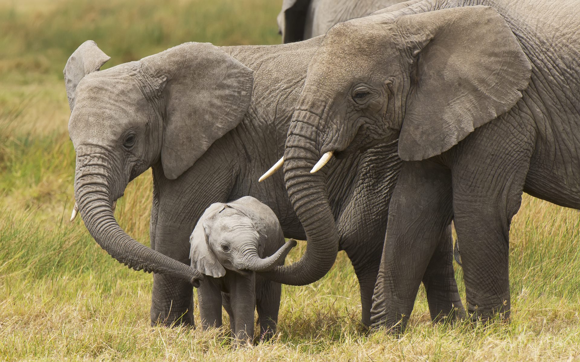 Baby Elephants Playing Wallpaper