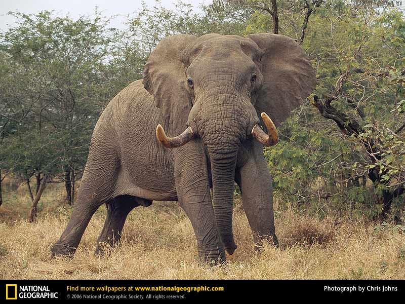 Elephant Picture Desktop Wallpaper