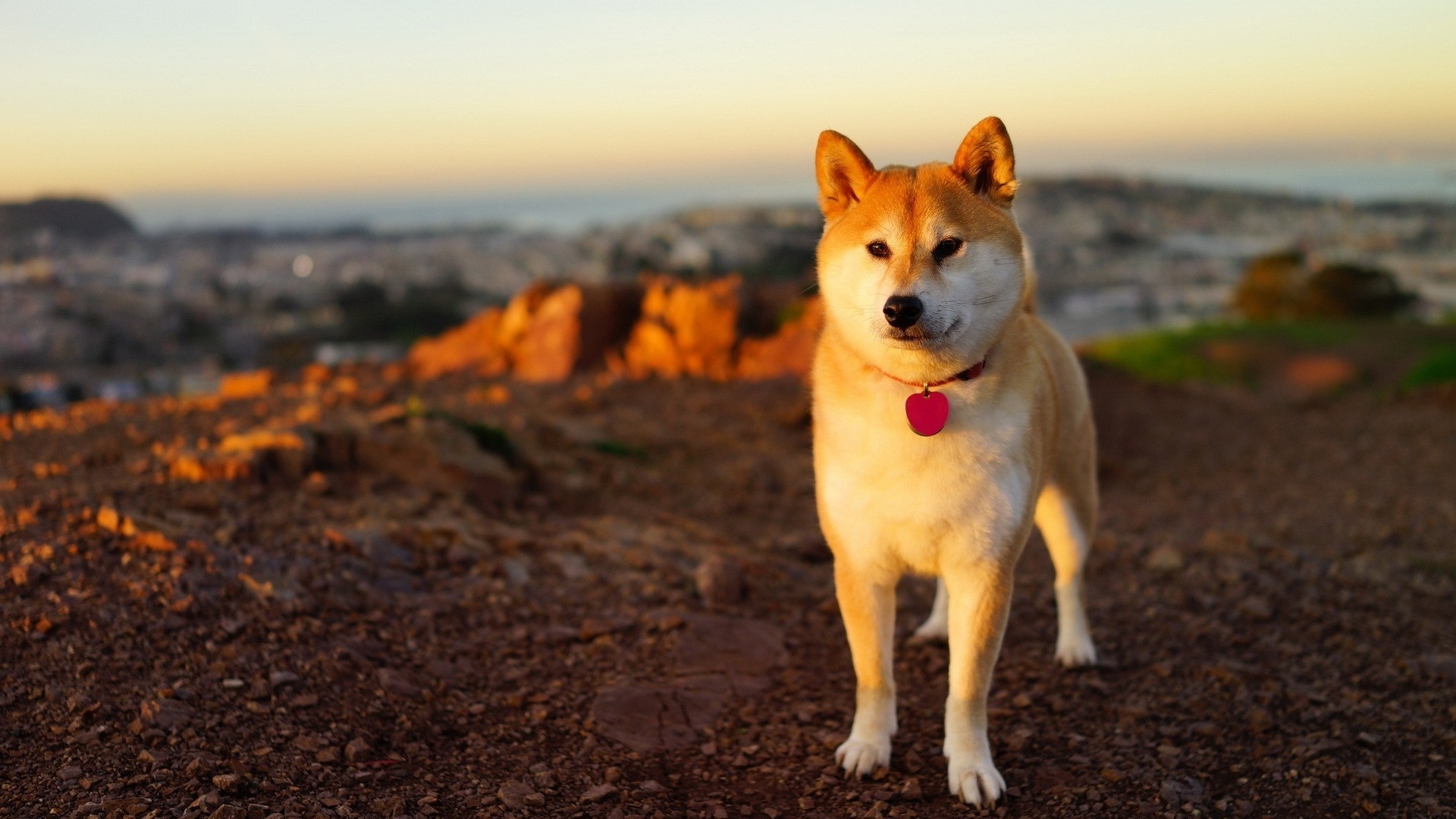 Anime Dog Shiba Inu Wallpaper HD Desktop And Mobile