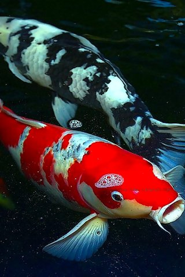 Free download Koi Fish Wallpaper Two koi fish iphone [640x960] for your