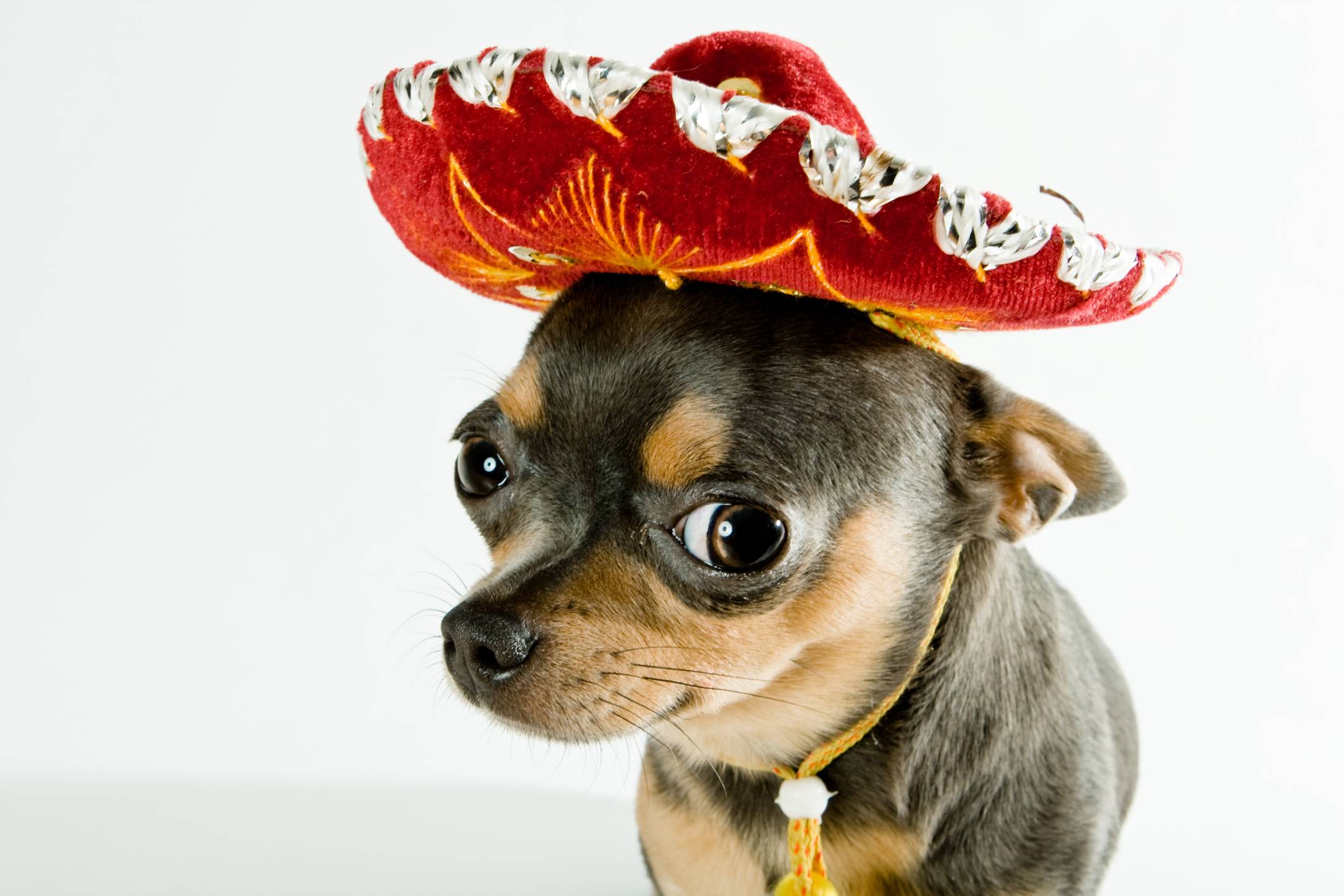 Chihuahua With Sombrero Cute Little Black Tan His
